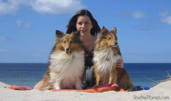 Becky, Piper, and Howard of Sheltie Planet Becky, Piper, and Howard of Sheltie Planet