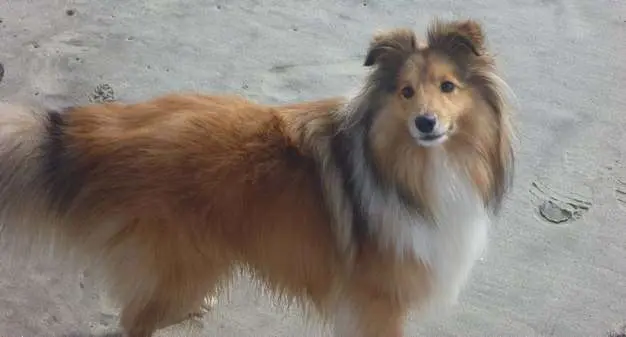 does the shetland sheepdog attack intruders