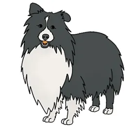 Bi Black Sheltie Color Genes
