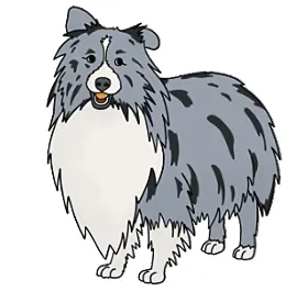 Bi Blue Sheltie Color Genes