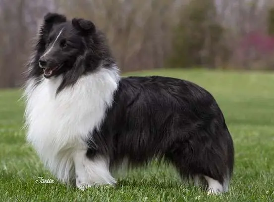 The Bi Black Sheltie