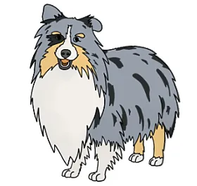 Blue Merle Sheltie Color Genes