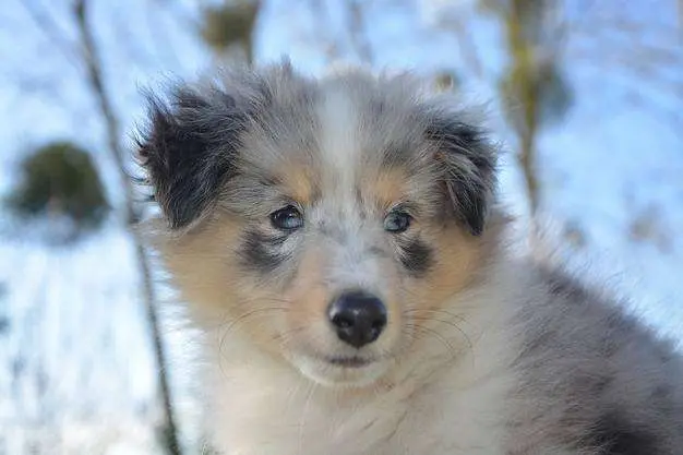 A Blue Merle Sheltie Puppy A Blue Merle Sheltie Puppy
