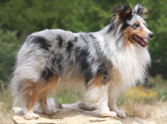Blue Merle Sheltie Blue Merle Sheltie