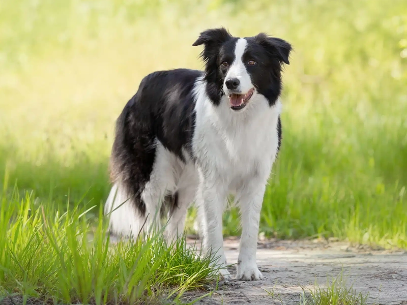 Border Collie