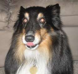 Bruiser, my Tri Colored Sheltie Bruiser, my Tri Colored Sheltie