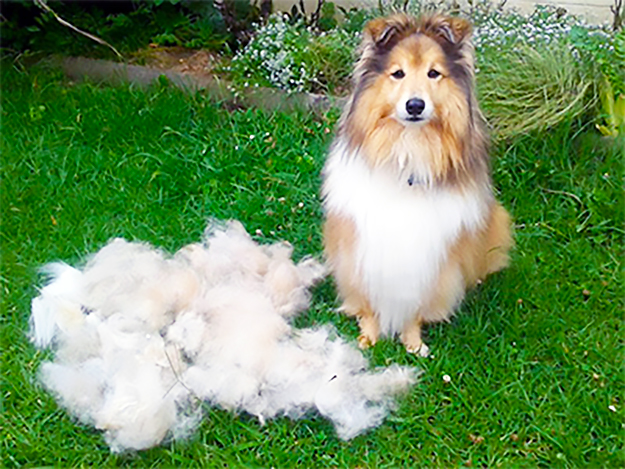How to Brush Your Sheltie How to Brush Your Sheltie