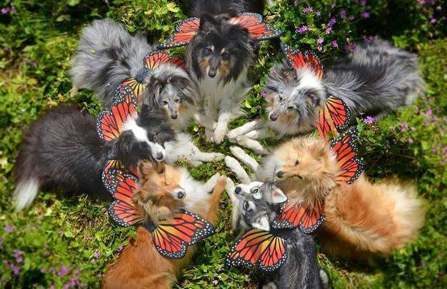 Butterfly Shelties by Kaylee Robertson Butterfly Shelties by Kaylee Robertson