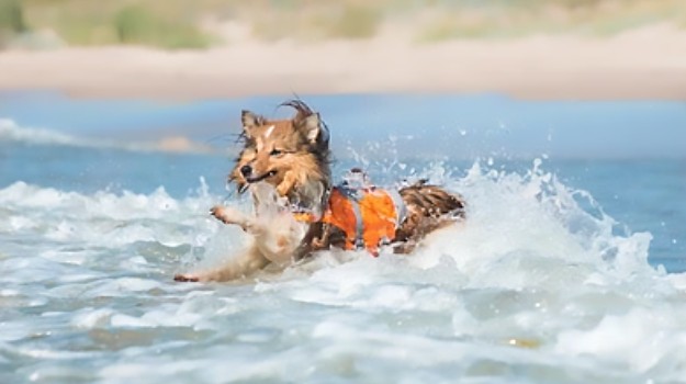 How to Teach Your Sheltie to Swim Sheltie Planet