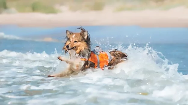 Shelties enjoy swimming once they have water confidence
