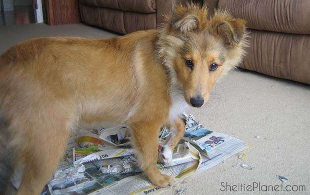 Cheeky Puppy Cheeky Puppy