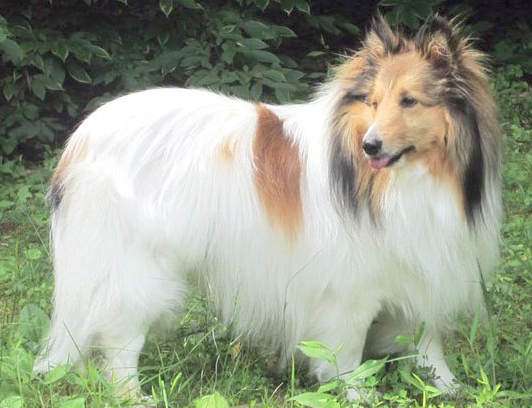 CHW Sheltie CHW Sheltie