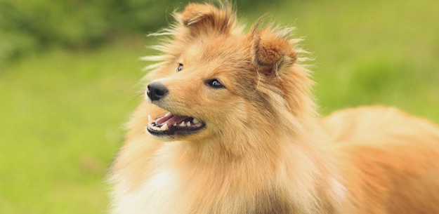 Clicker training is ideal for Shelties who are eager and sensitive to praise Clicker training is ideal for Shelties who are eager and sensitive to praise