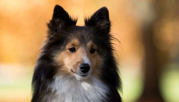 Clicker Training for Shelties Clicker Training for Shelties