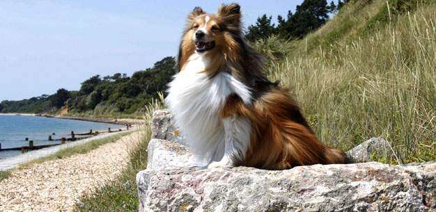 101 Sheltie Names To Inspire
