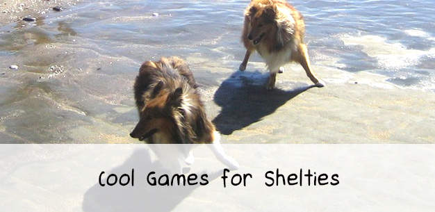 3 Cool Dog Games for Shelties 3 Cool Dog Games for Shelties