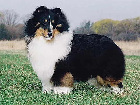 Rebel is a cryptic Blue Merle Sheltie who appears Tri Color