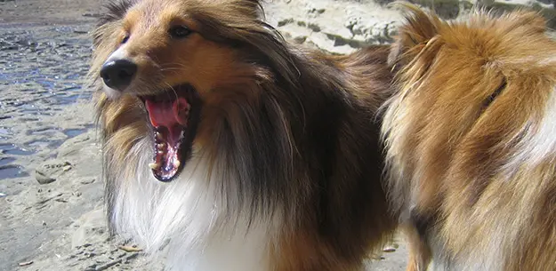 Cute dog quotes Cute dog quotes