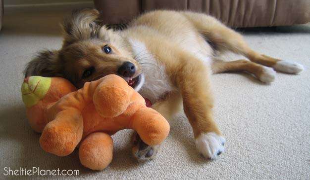 How to Stop Your Sheltie Puppy Chewing How to Stop Your Sheltie Puppy Chewing