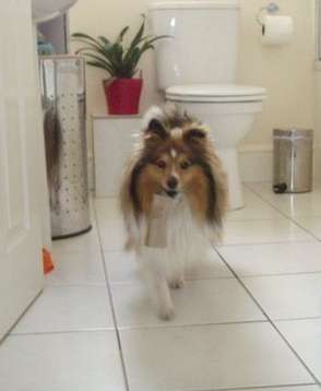Cute Sheltie