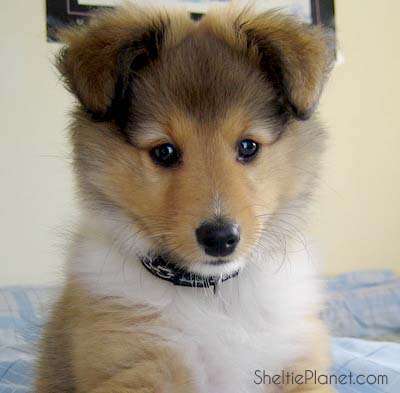 Is This The Cutest Puppy in The World? Is This The Cutest Puppy in The World?