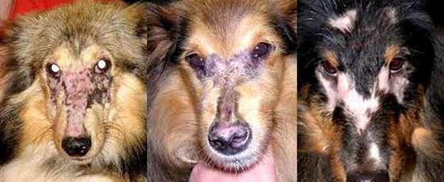 Shelties with Dermatomyositis Shelties with Dermatomyositis