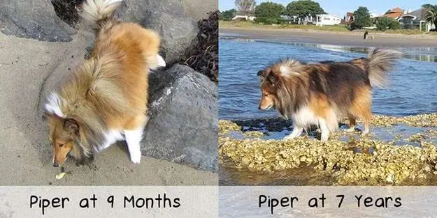 Development of The Sheltie Coat Color Development of The Sheltie Coat Color