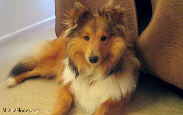 Howard around seven months old Howard around seven months old