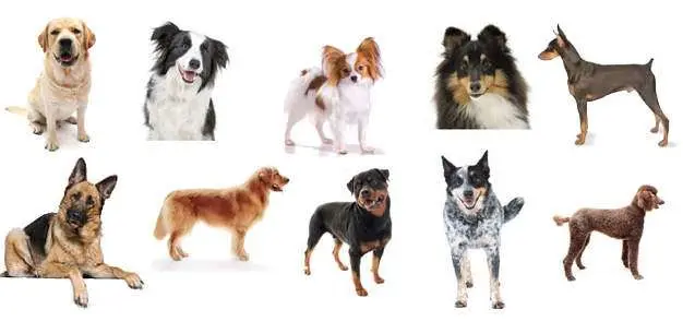 Different Dog Breeds Were Originally Bred to Have Different Temperaments Different Dog Breeds Were Originally Bred to Have Different Temperaments