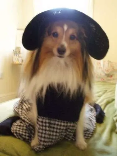 Dog Costume