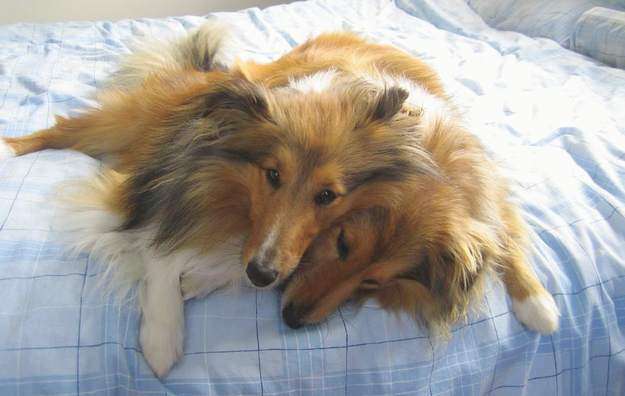 Dog hugs Dog hugs