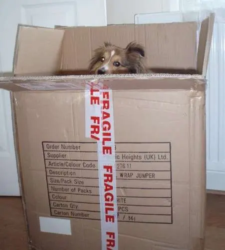 Dog in a Box