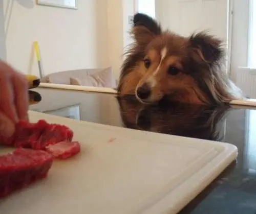 Meaty Treat!