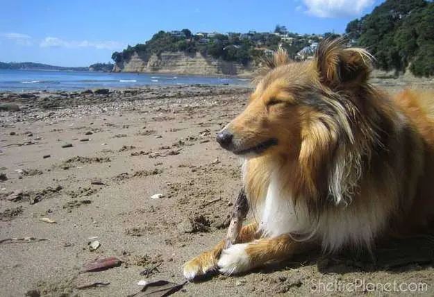 Miniature Shelties