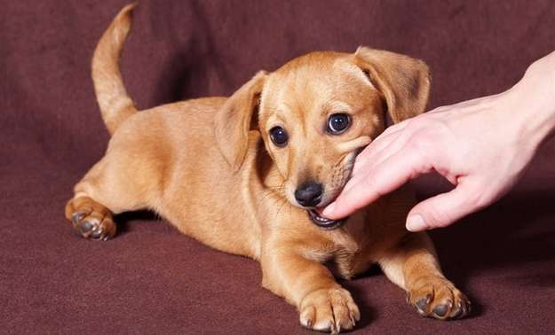 Play Biting is Cute in Puppies - Not So Much in Adult Dogs Play Biting is Cute in Puppies - Not So Much in Adult Dogs