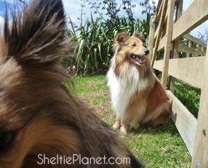 A Tale of Dog Sitters A Tale of Dog Sitters