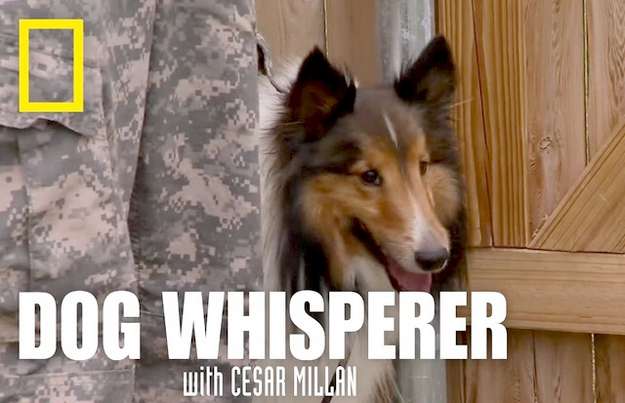 The Dog Whisperer and Shelties The Dog Whisperer and Shelties