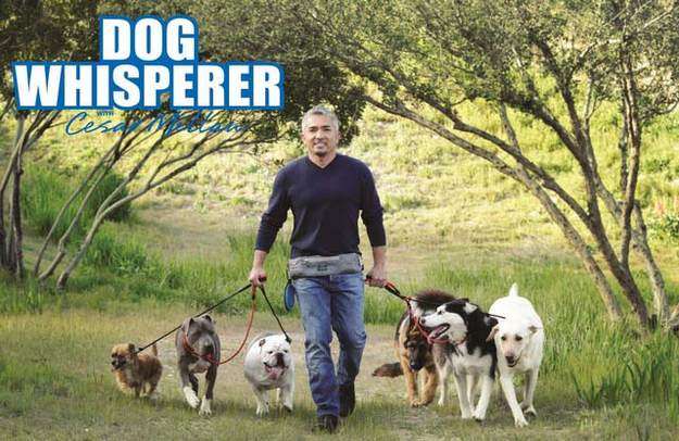 The Dog Whisperer Review The Dog Whisperer Review