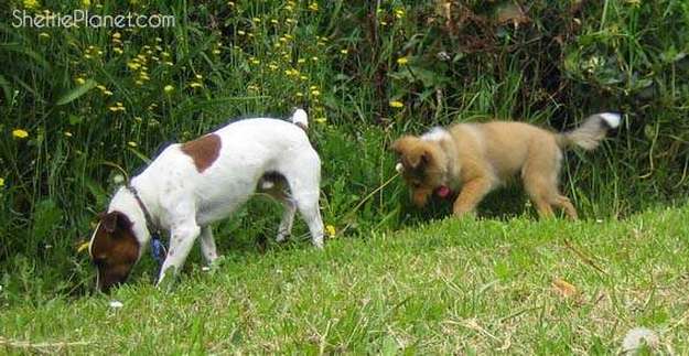 Jock and Howard Deciding Where to Pee Jock and Howard Deciding Where to Pee