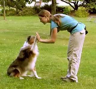 Dove Cresswell's Puppy and Dog Training Dove Cresswell's Puppy and Dog Training