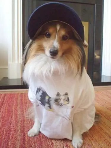 Dress Up Sheltie