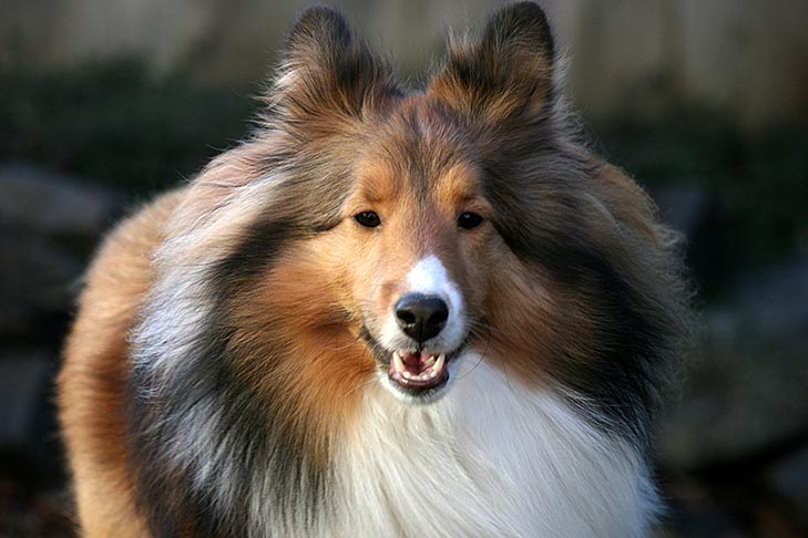 Ethical Breeders of Shetland Sheepdogs limit themselves to one or maybe two dog breeds Ethical Breeders of Shetland Sheepdogs limit themselves to one or maybe two dog breeds