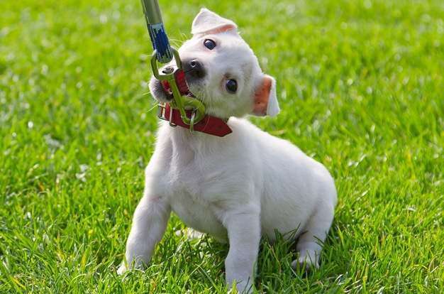Young and Old Dogs Can Have a Fear of the Leash Young and Old Dogs Can Have a Fear of the Leash