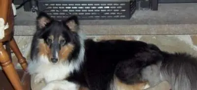 Finn Relaxes in His Favorite Spot by The Fireplace