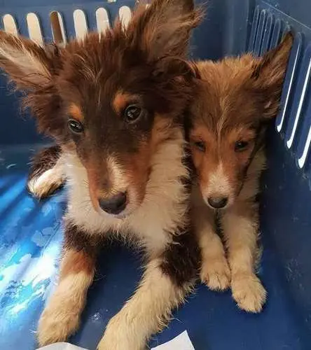 Finn Was Rescued from The Dog Meat Trade