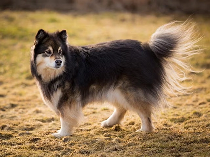 Finnish Lapphund
