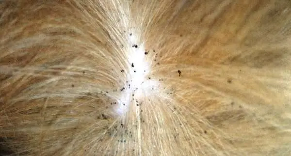 Flea Poop on Dog's Fur Flea Poop on Dog's Fur