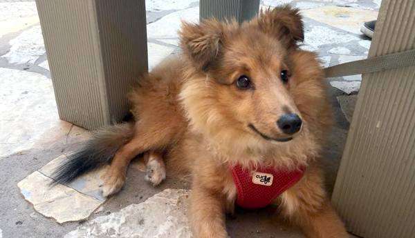 Floki The Sheltie Named from The Vikings Floki The Sheltie Named from The Vikings