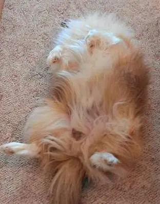 Furball