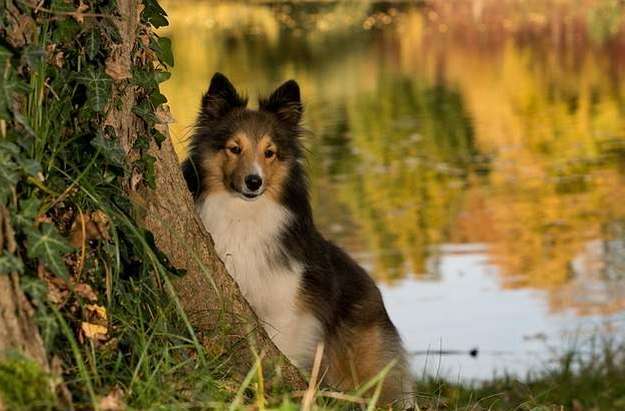 As a purebreed, Shelties are prone to certain hereditary diseases As a purebreed, Shelties are prone to certain hereditary diseases